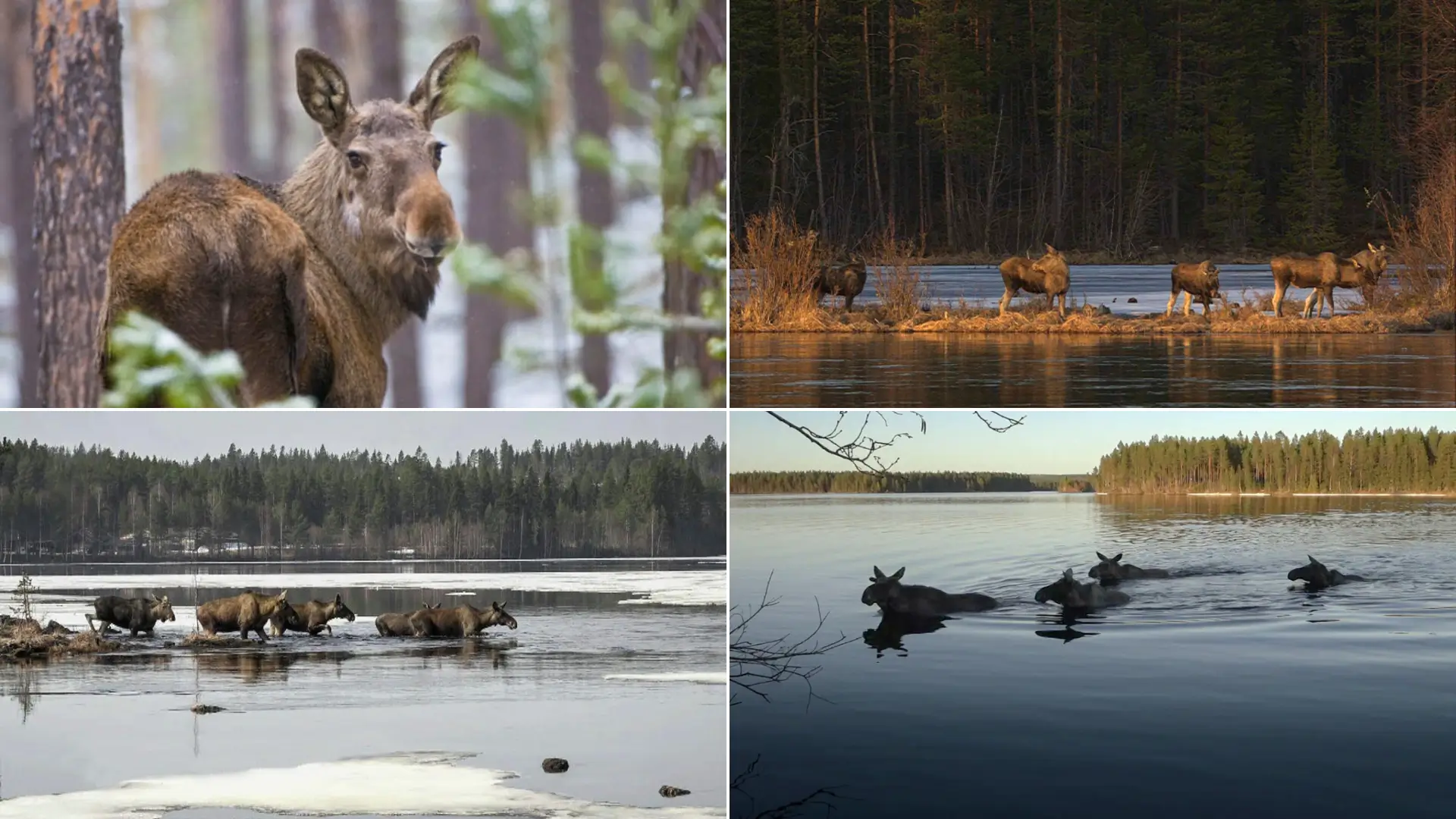 Why Millions Are Glued To Sweden’s ‘great Moose Migration’ Livestream Right Now