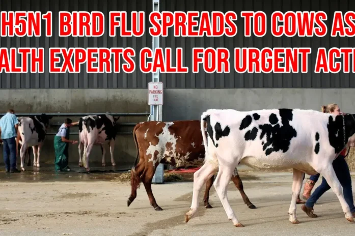 Bird Flu Hits Cows And Sparks Global Health Warning: Experts Urge Urgent Action Bird Flu Hits Cows And Sparks Global Health Warning: Experts Urge Urgent Action