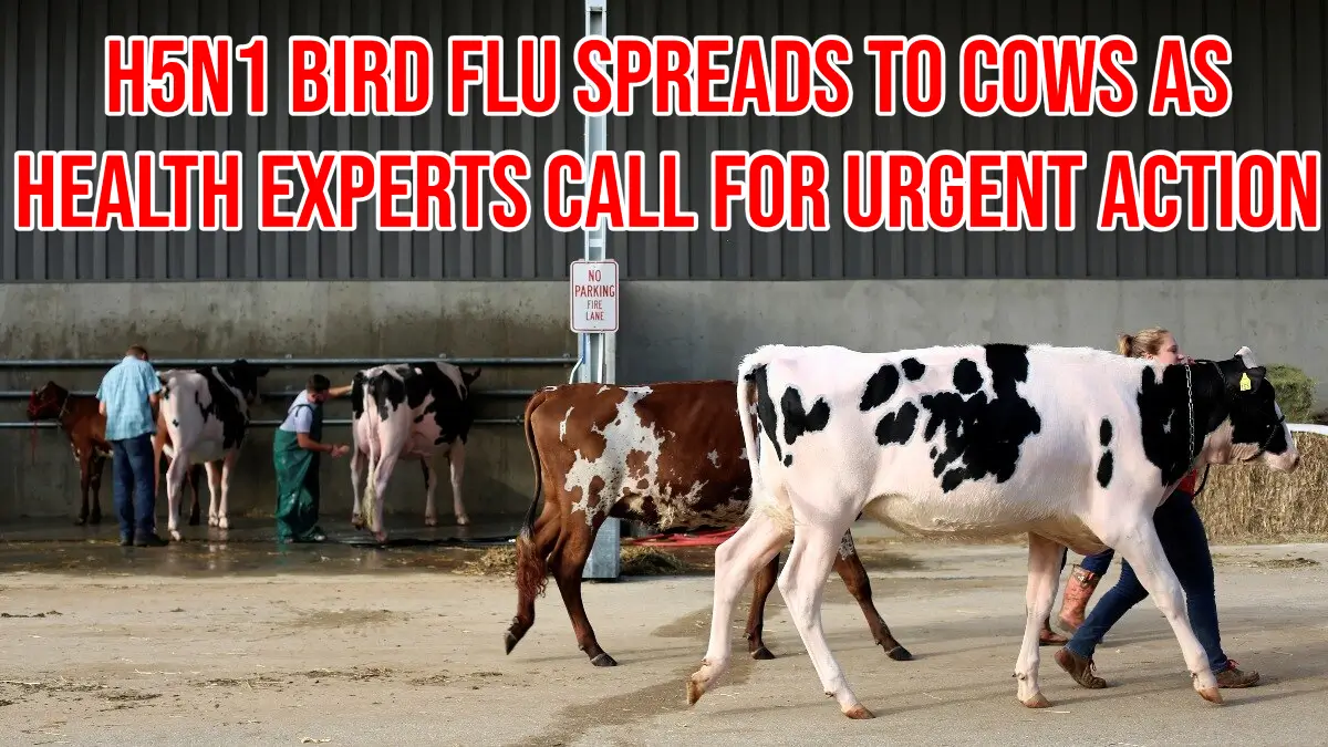 Bird Flu Hits Cows And Sparks Global Health Warning: Experts Urge Urgent Action