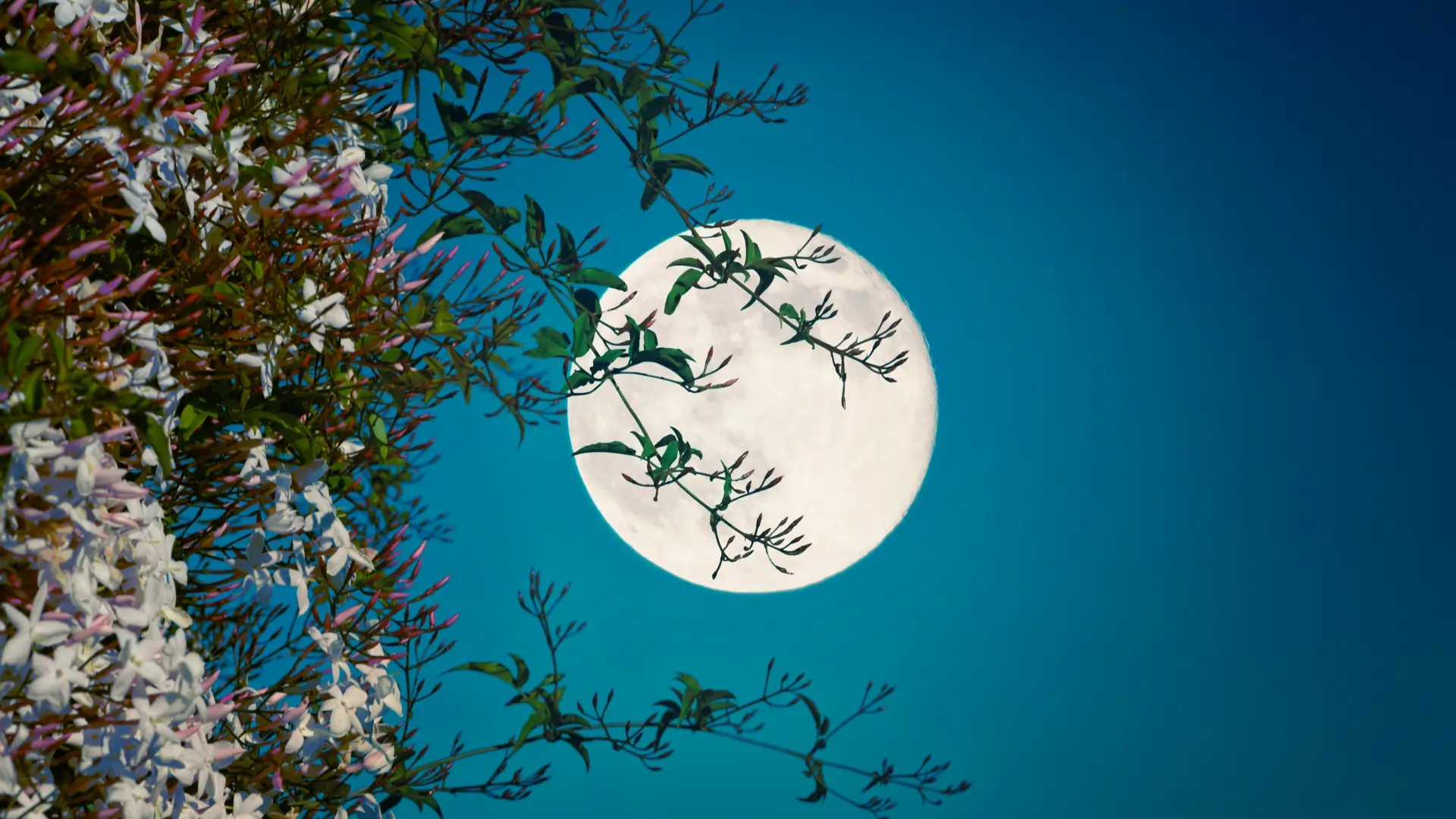 May 2025 Flower Moon: Micromoon Peaks At 12:56 Pm Edt