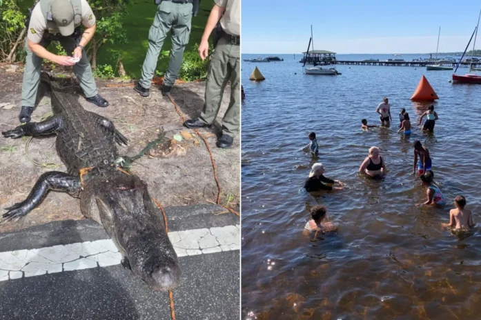 12 Year Old Girl Attacked By 12 Foot Alligator In North Carolina Lake, Brother Saves Her 12 Year Old Girl Attacked By 12 Foot Alligator In North Carolina Lake Brother Saves Her