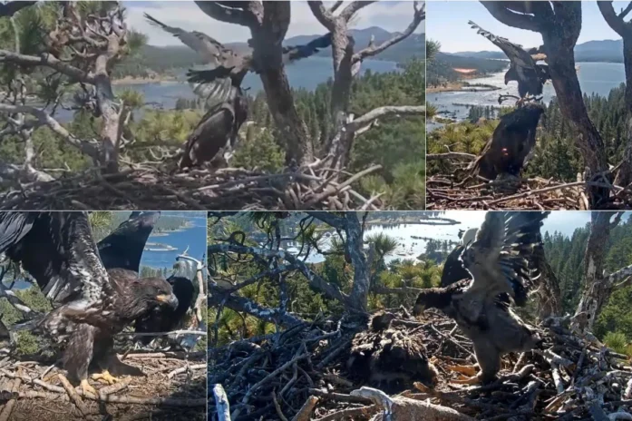 Big Bear Eagle Cam Captures Eaglet Sunny’s Maiden Flight Big Bear Eagle Cam Captures Eaglet Sunnys Maiden Flight