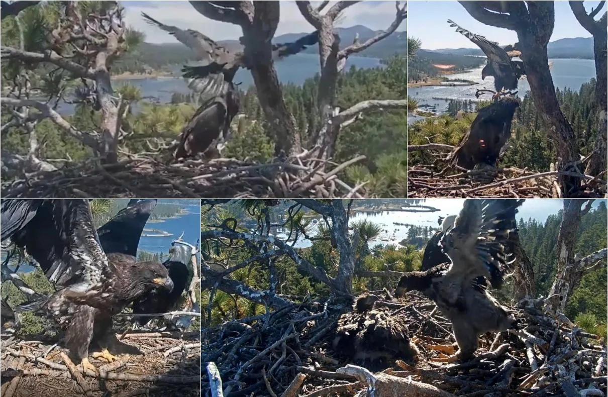 Big Bear Eagle Cam Captures Eaglet Sunnys Maiden Flight